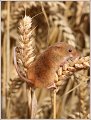 Harvets Mouse, Wiltshire
